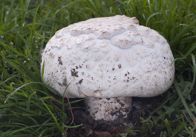 Agaricus bernardii